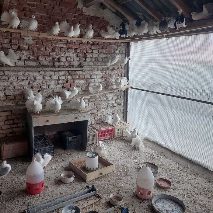 гълъби финерлии, бели и пъстри 5 евро броя