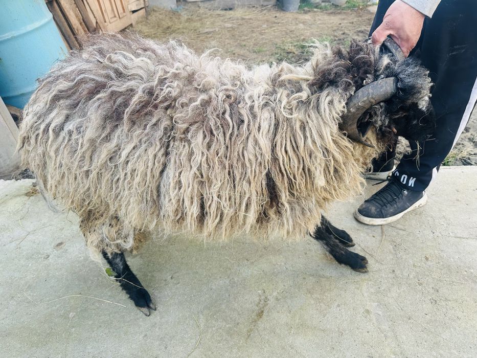 Продавам Дебело Ягне