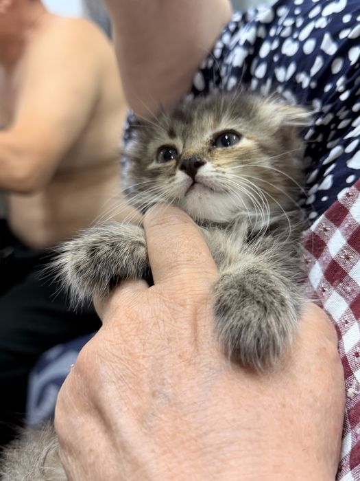 Котята вислоухие