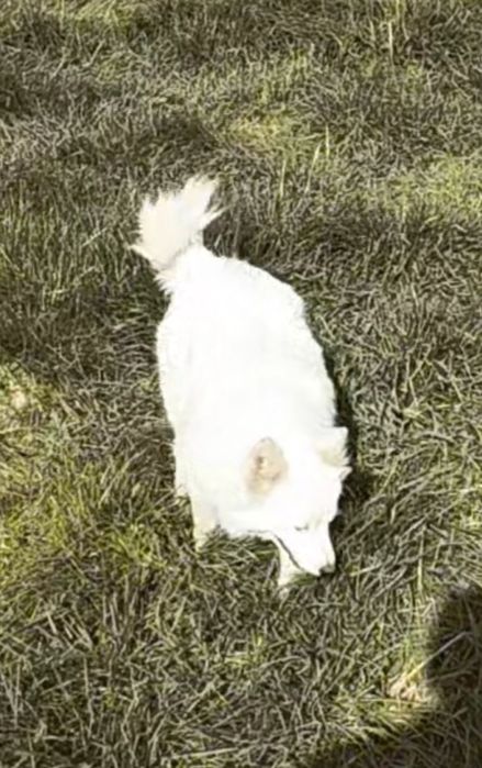 Бесплатно, девочка в добрые руки