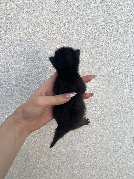 Котенок мальчик, родился 29.07.26