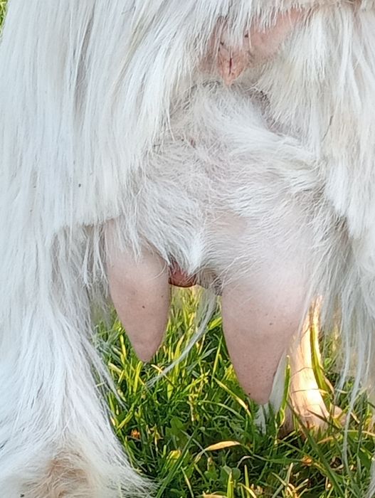 Vând capră bună de lapte