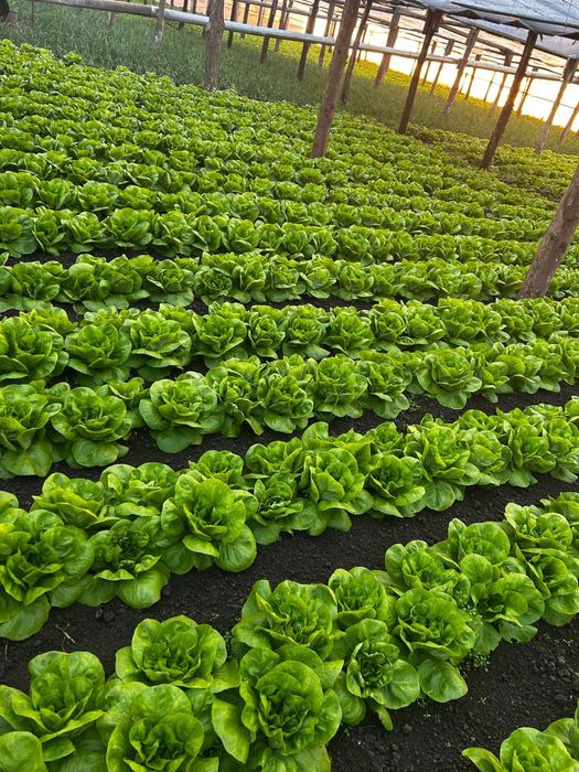 Salată verde de vanzare