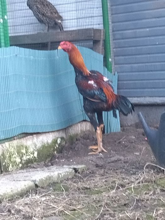 Cocoș combatant Malaezia