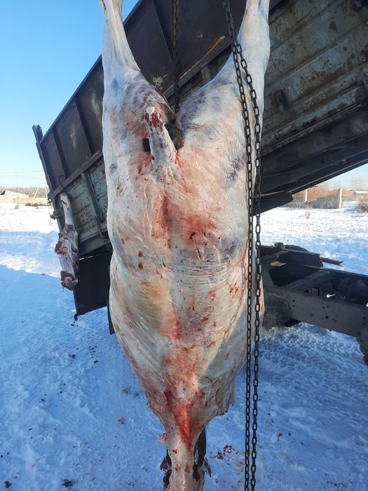 Семіз бір жарым жасар  кұнан