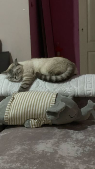 Вязка , ищем кота британца