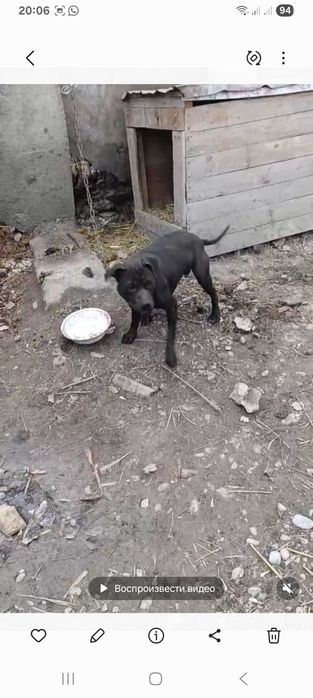 Продаётся питбуль 2 года сучка