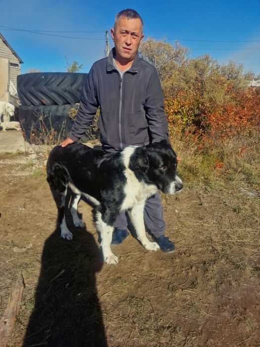 Продам щенков породы алабай