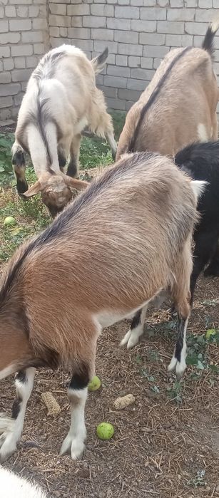Дойные козы продам