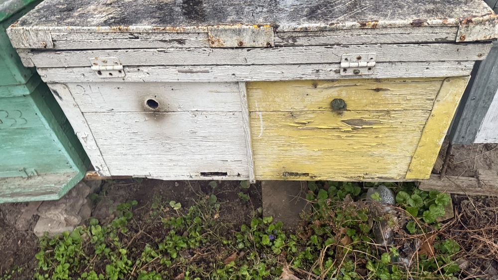 Продаются пчелоящики Пчелы