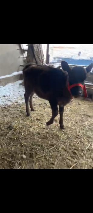 Бұзау сатылады ұрғашы