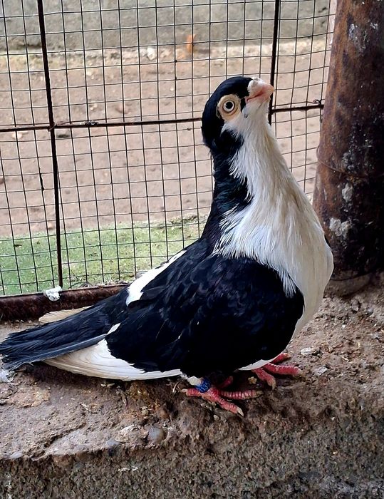 Schimb cu gainusi sau fazani