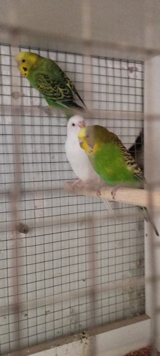 Valnisti toʻti qushlar