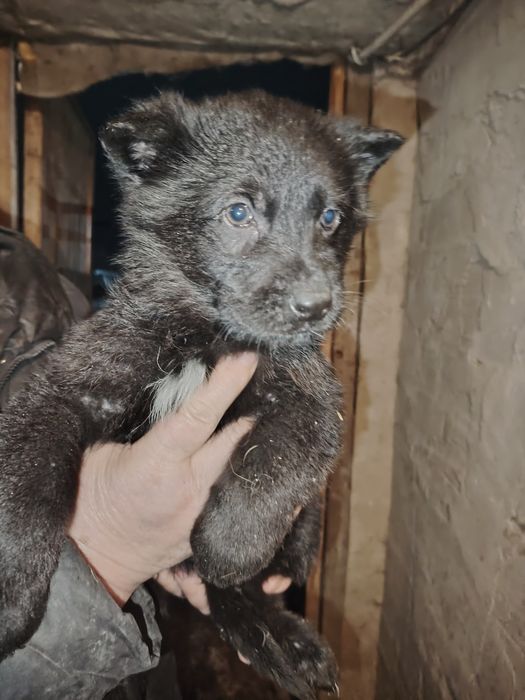 Продам щенка немецкой овчарки