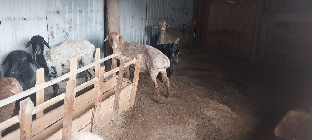 Семіз қой, тоқты