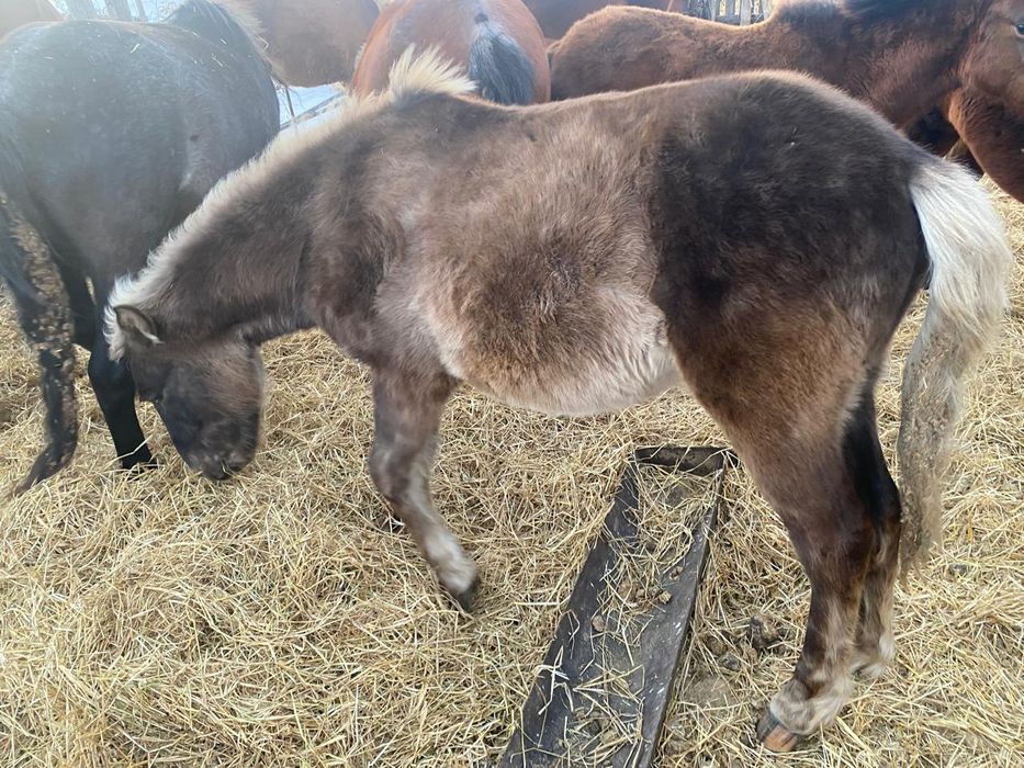 Продам тайчика с табуна