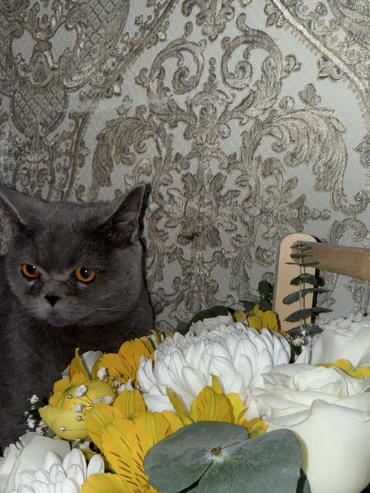 1 ёшда ранги серий