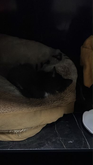 котенок из улицы