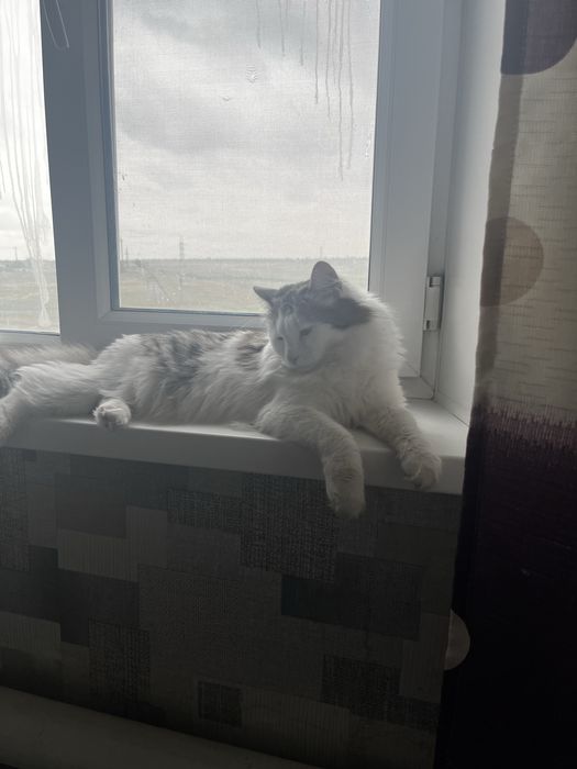 Котик приучен к лотку