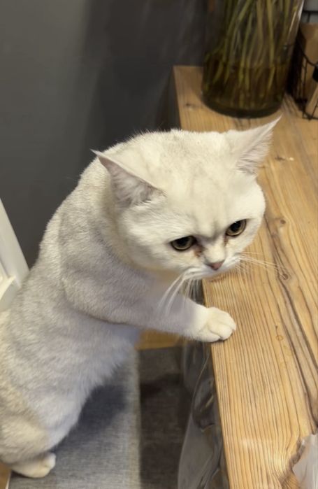 Продается британский кот
