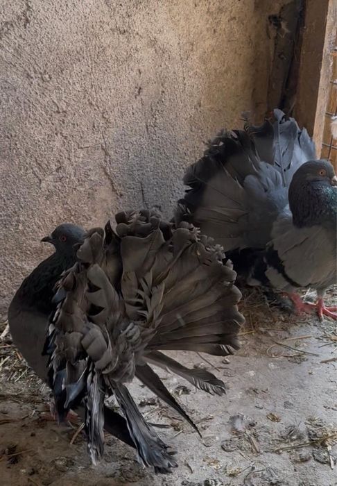 Продам павлинов !