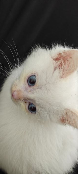 Отдам котенка бесплатно