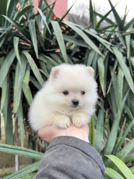 Померан мини момче. Померанче