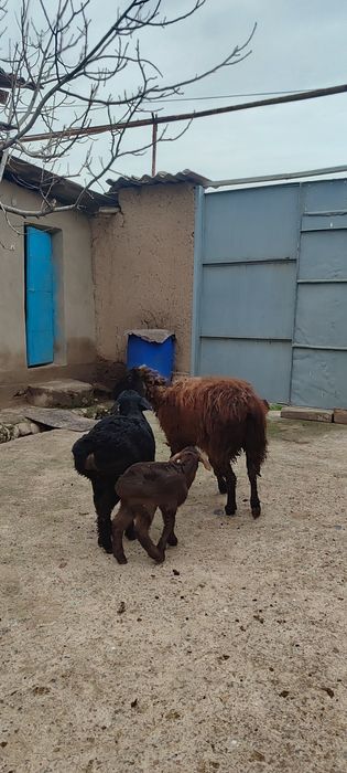 Ona bola qoʻylar sotiladi