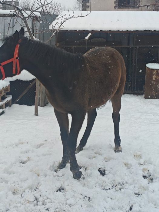 Сельхоз животные