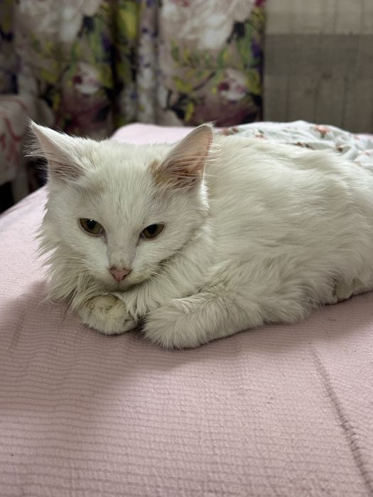 Котик в добрые руки