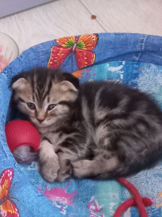 Продам вислоухих шотландских котят