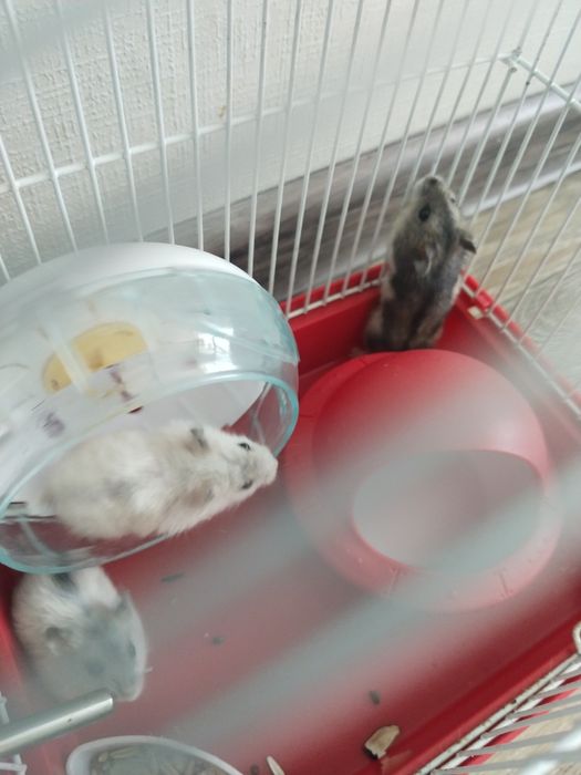 Малыши джунгарские