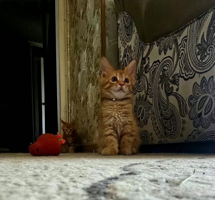 Продажа. Котята Мейн кун