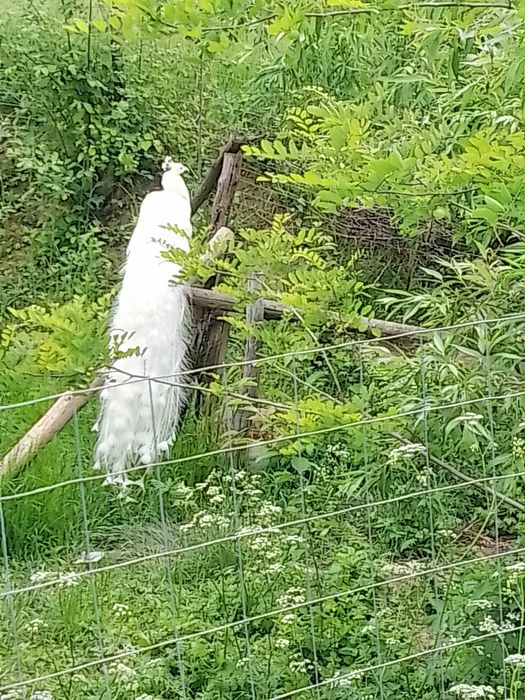 Vând  păuni din matca proprie.Pot da și femele separat.