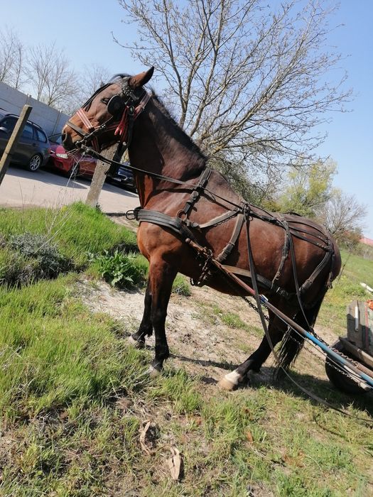 Cal de vânzare castrat, blând