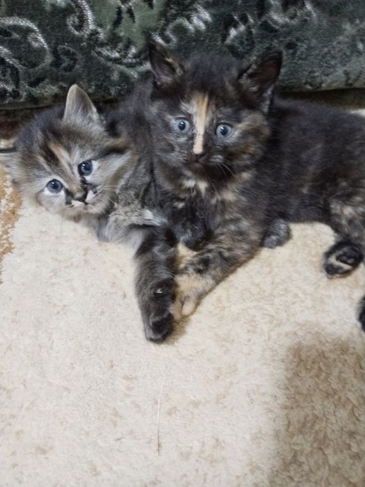 Котята домашние чистые без блох