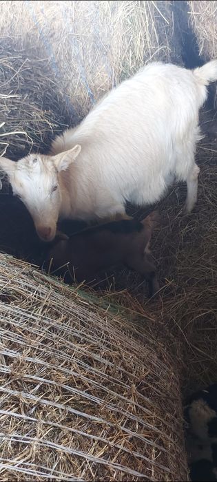 Berbecuț și capră cu ied