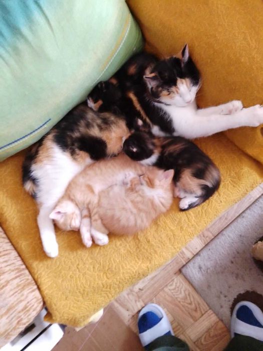 Котенца за осиновяване