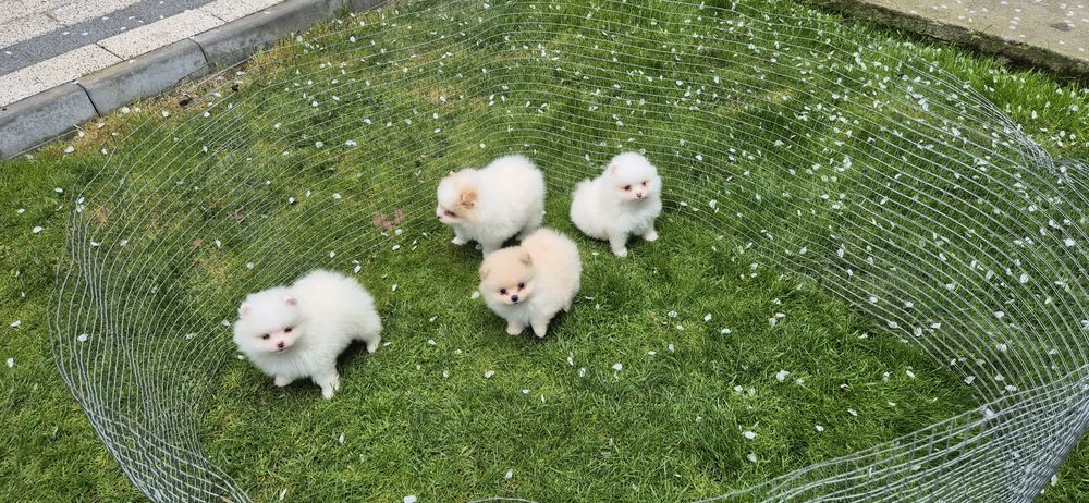 Мъжки и женски померанчета,померан