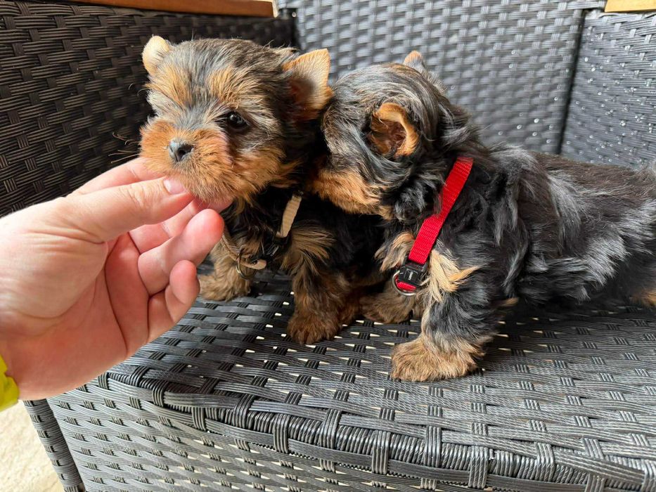 Мини Йоркширски териер