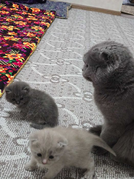 Продаются котята