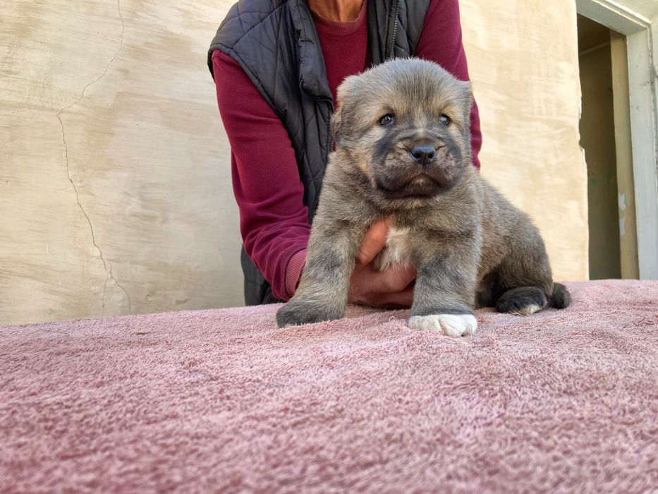 Щенок Кафказского Алабая ( чистокровный