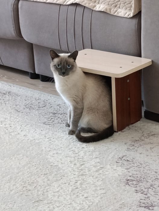 отдам сиамскую кошку!