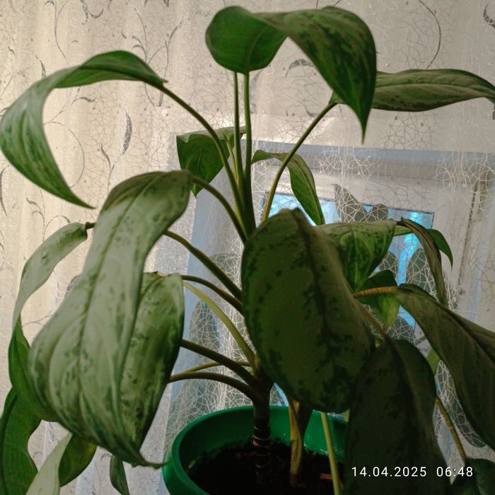 Продам комнатные цветы.