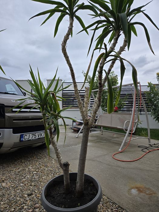 Flori Yucca        .
