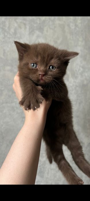 Британские котята