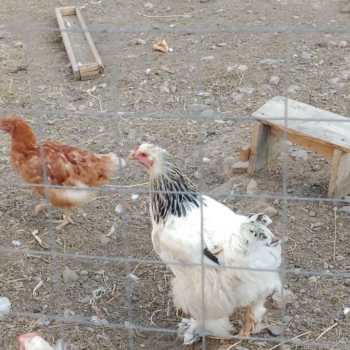Продам пару брамы питух и курица