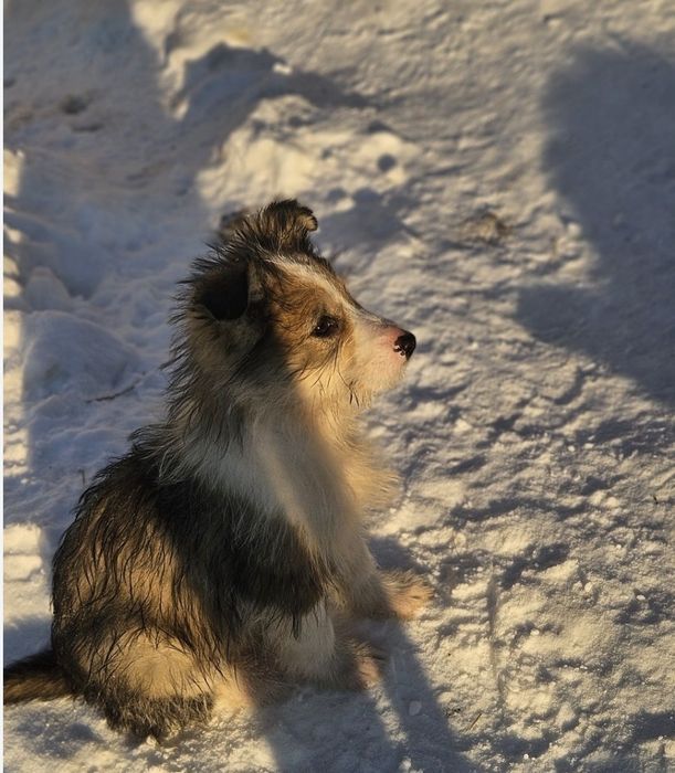Отдам щенков в добрые руки