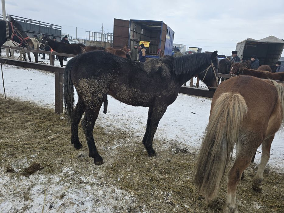 Продам коня 5лет