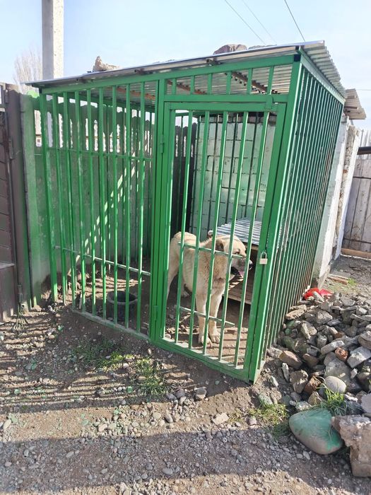 Продается сабака парода алабай вальер отдельно